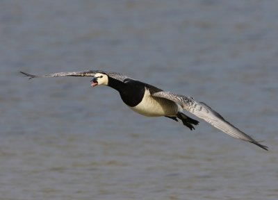 Brandgans - Barnacle Goose