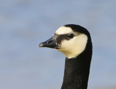 Brandgans - Barnacle Goose