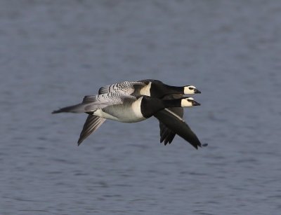 Brandganzen - Barnacle Geese