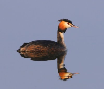 Fuut - Great Crested Grebe