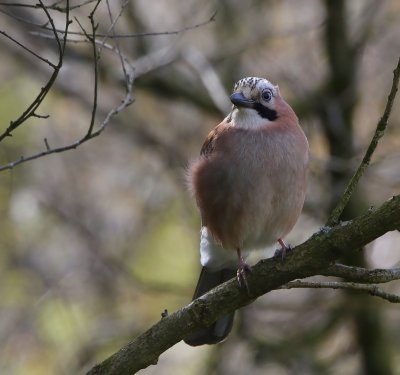 Gaai - Eurasian Jay