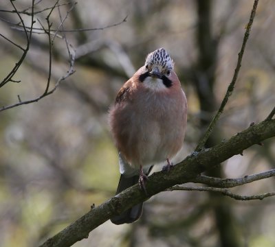 Gaai - Eurasian Jay