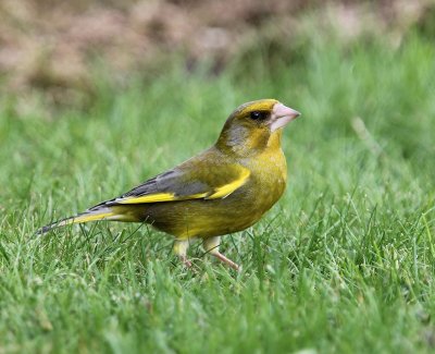 Groenling - European Greenfinch