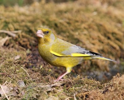 Groenling - European Greenfinch