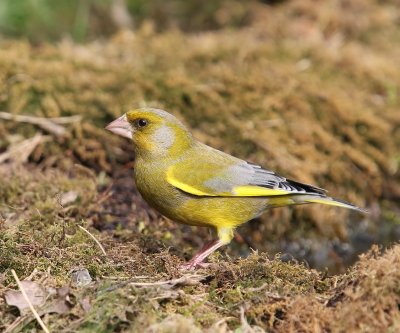 Groenling - European Greenfinch