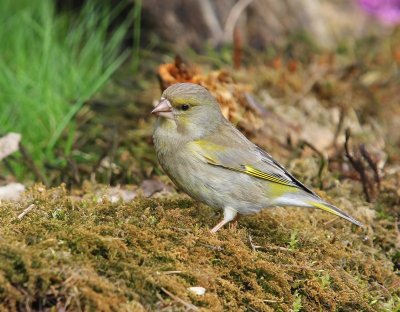 Groenling - European Greenfinch