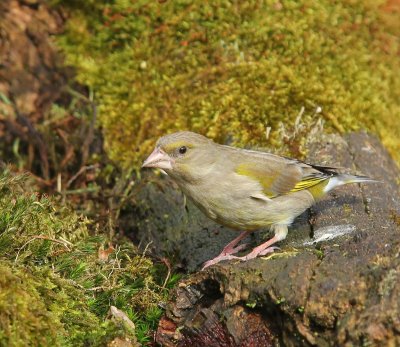 Groenling - European Greenfinch