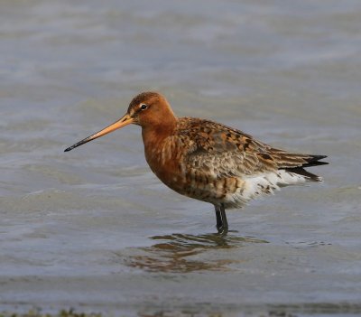 IJslandse Grutto - Icelandic Black-tailed Godwit