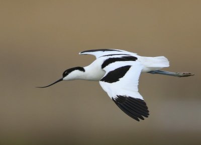 Kluut - Pied Avocet
