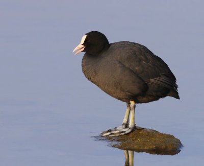 Meerkoet - Eurasian Coot