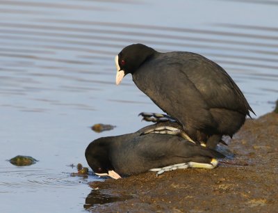 Meerkoeten - Eurasian Coots