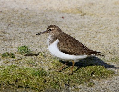 Oeverloper - Common Sandpiper