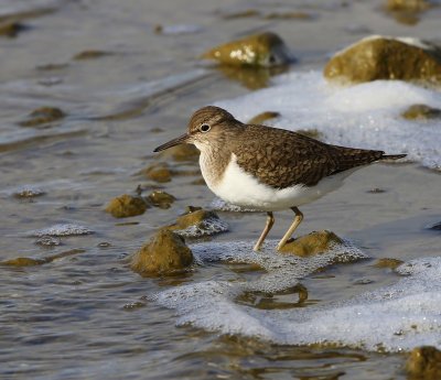 Oeverloper - Common Sandpiper