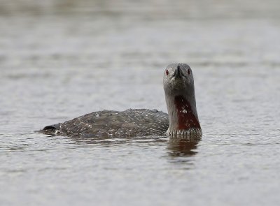 Roodkeelduiker - Red-throated Loon