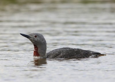 Roodkeelduiker - Red-throated Loon