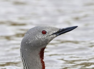 Roodkeelduiker - Red-throated Loon