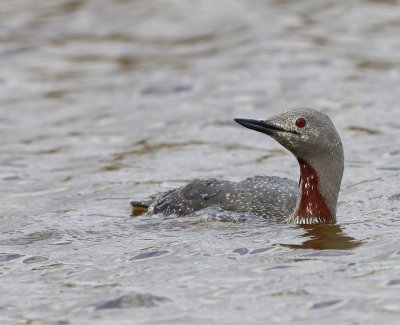 Roodkeelduiker - Red-throated Loon