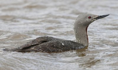 Roodkeelduiker - Red-throated Loon