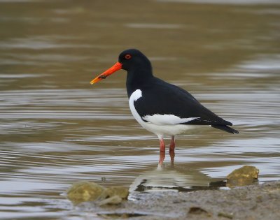 Scholekster - Eurasian Oystercatcher