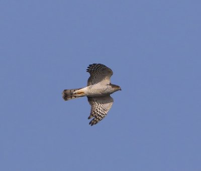 Sperwer - Eurasian Sparrowhawk