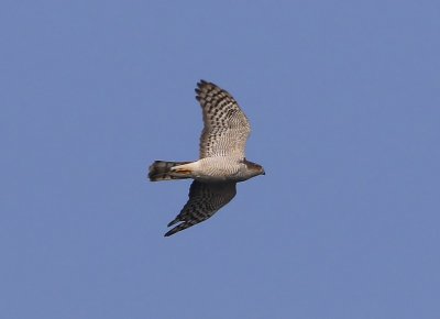 Sperwer - Eurasian Sparrowhawk