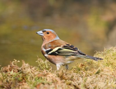 Vink - Common Chaffinch
