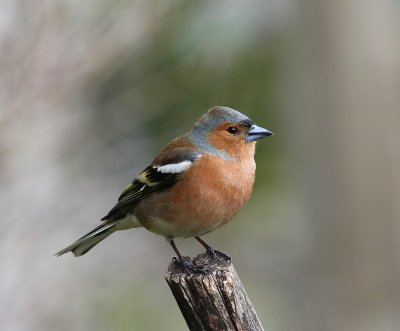 Vink - Common Chaffinch