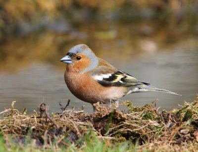Vink - Common Chaffinch