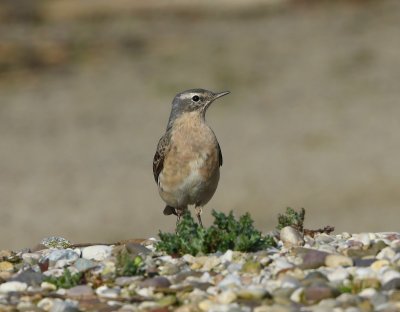 Waterpieper - Water Pipit