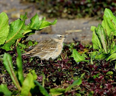 Waterpieper - Water Pipit