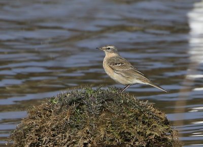 Waterpieper - Water Pipit