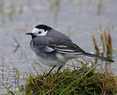 Witte Kwikstaart - White Wagtail