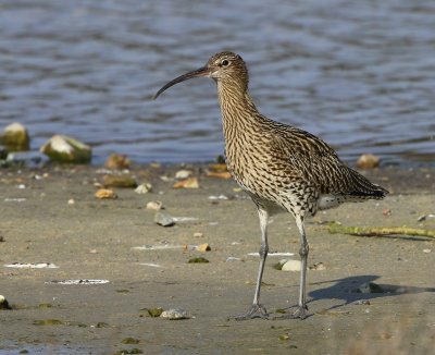 Wulp - Eurasian Curlew