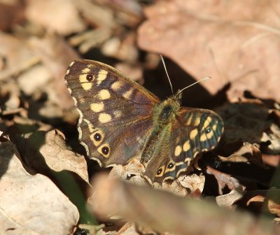 Bont Zandoogje - Speckled Wood