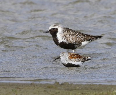Bonte Strandloper - Dunlin