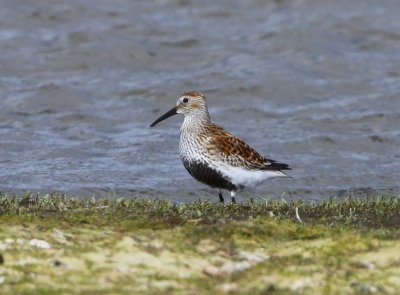 Bonte Strandloper - Dunlin