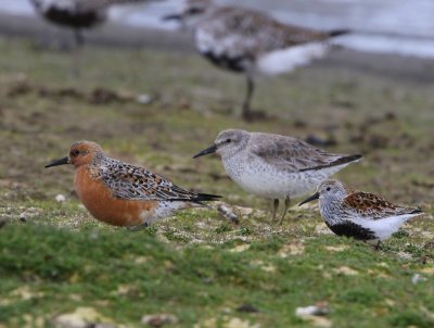 Bonte Strandloper - Dunlin