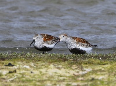 Bonte Strandlopers - Dunlins