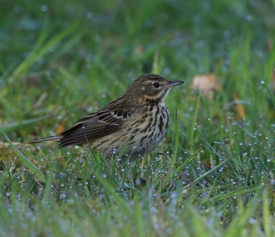 Boompieper - Tree Pipit
