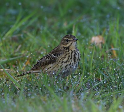 Boompieper - Tree Pipit