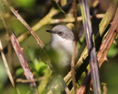 Braamsluiper - Lesser Whitethroat