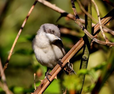 Braamsluiper - Lesser Whitethroat