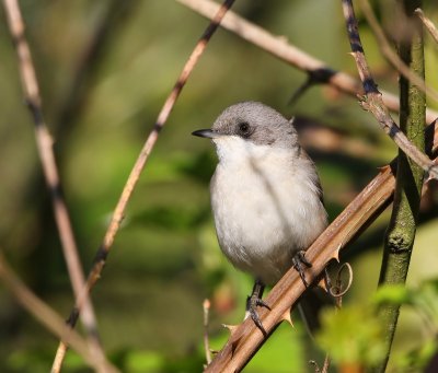 Braamsluiper - Lesser Whitethroat