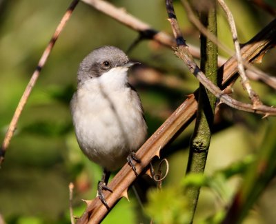 Braamsluiper - Lesser Whitethroat