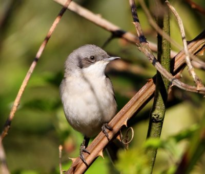 Braamsluiper - Lesser Whitethroat