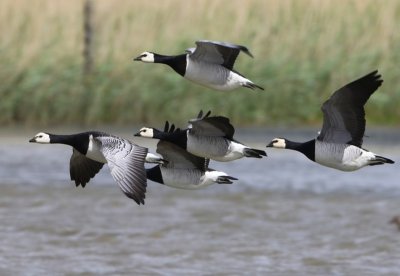 Brandganzen - Barnacle Geese