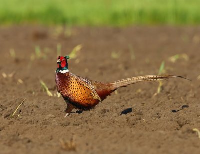 Fazant - Common Pheasant
