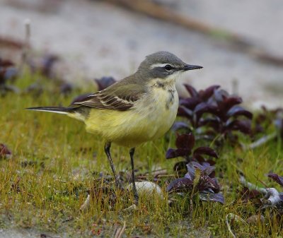 Gele Kwikstaart - Blue-headed Wagtail