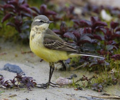 Gele Kwikstaart - Blue-headed Wagtail
