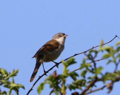 Grasmus - Common Whitethroat